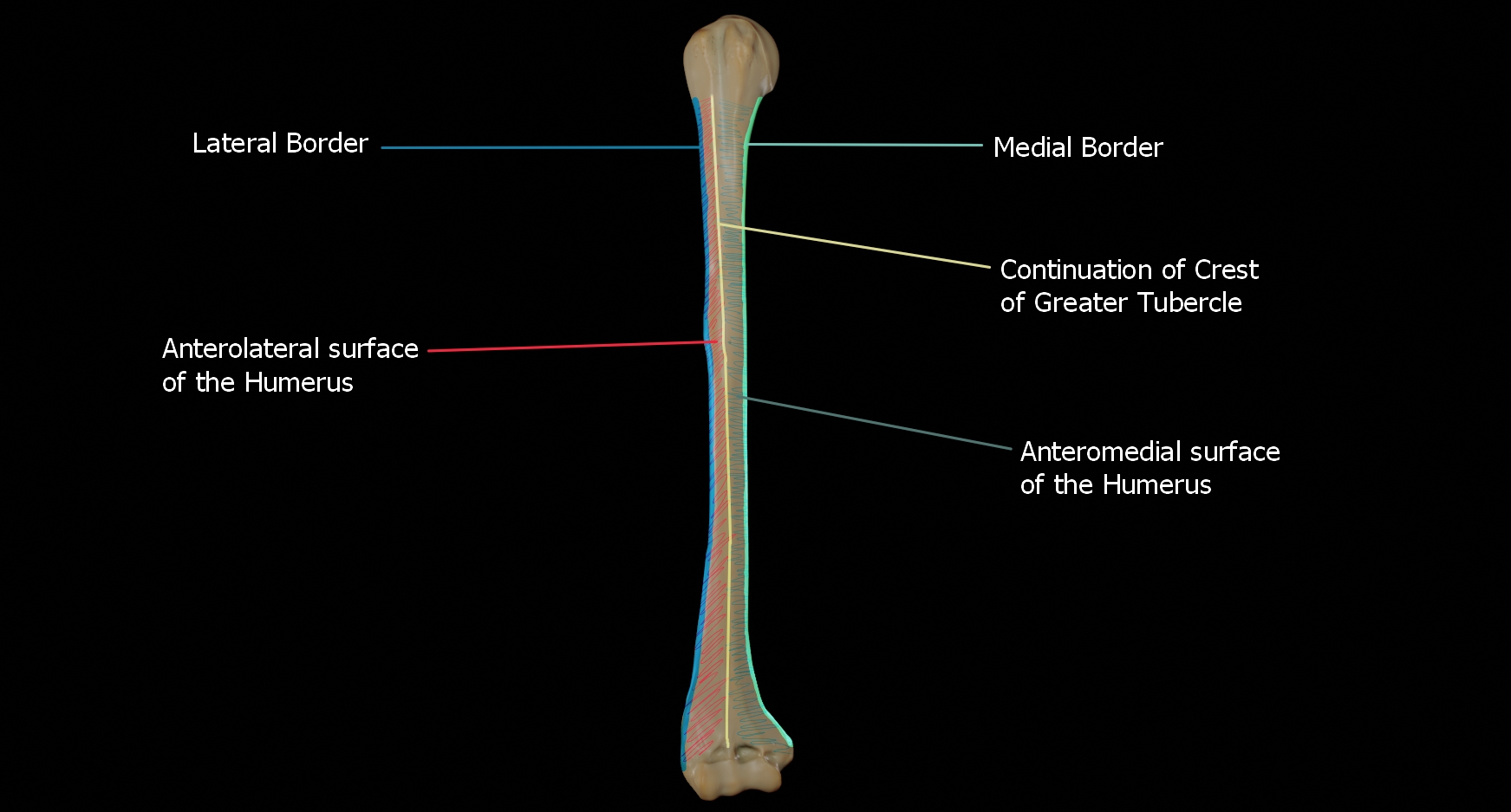 Illustration showing the borders and surfaces on the anterior view of the humerus