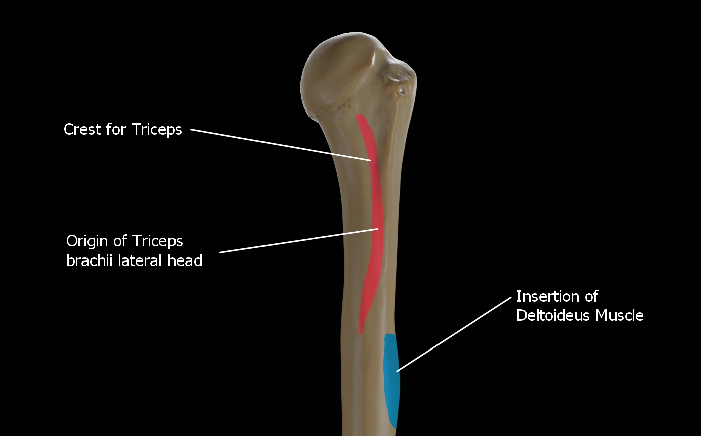 Crest for insertion of lateral head of triceps brachii muscle