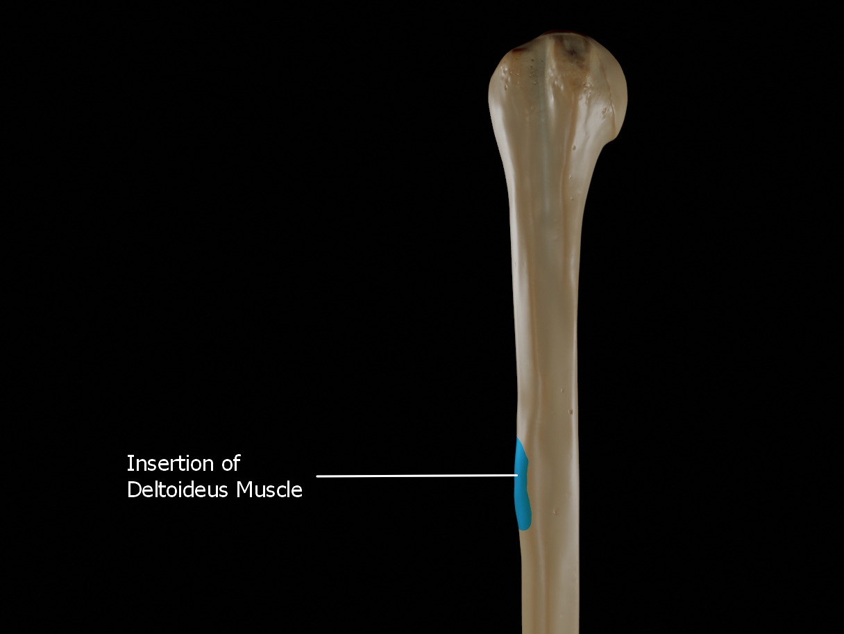 Deltoid tuberosity insertion of deltoideus muscle