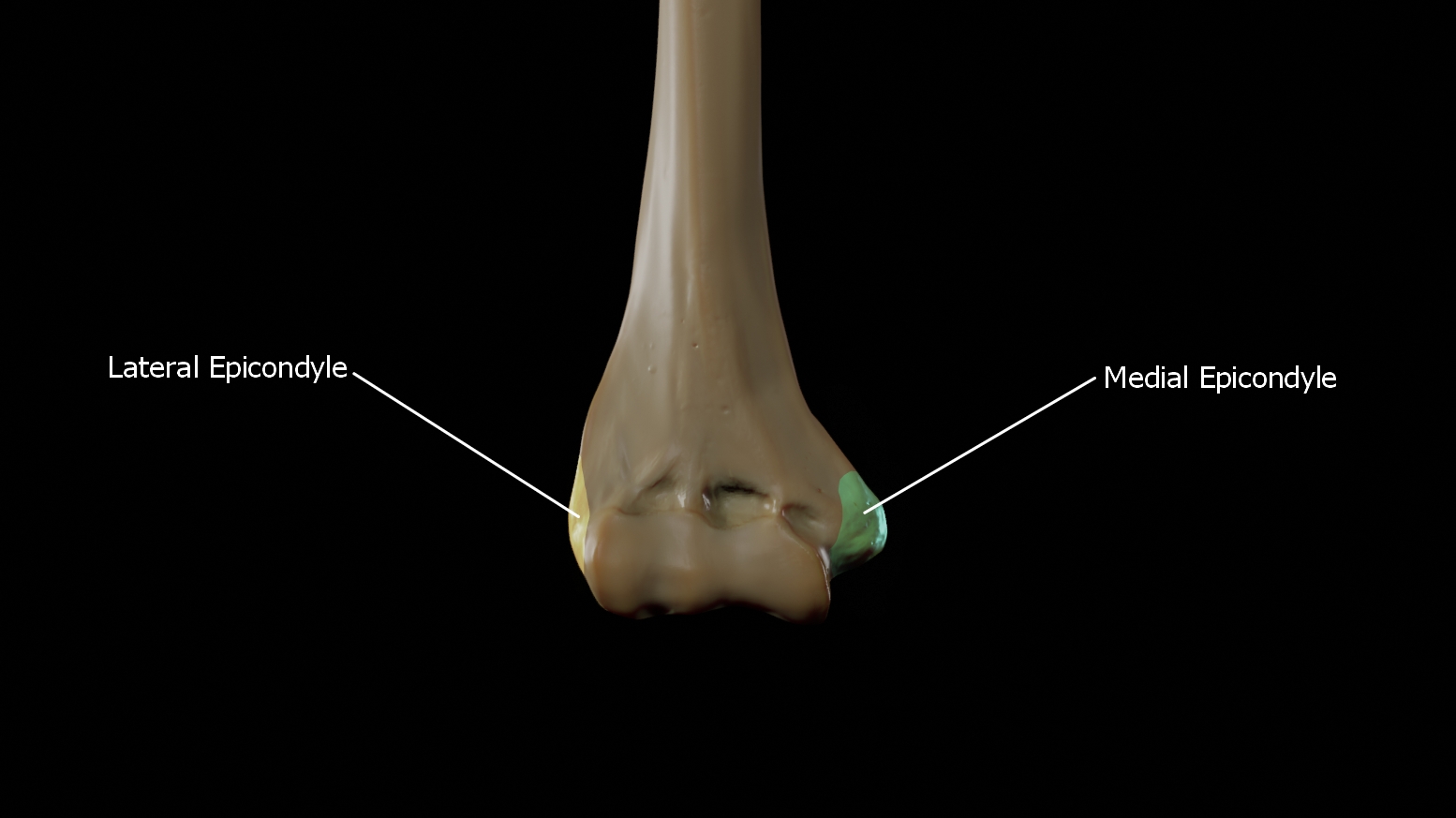 Medial Epicondyle and lateral epicondyle