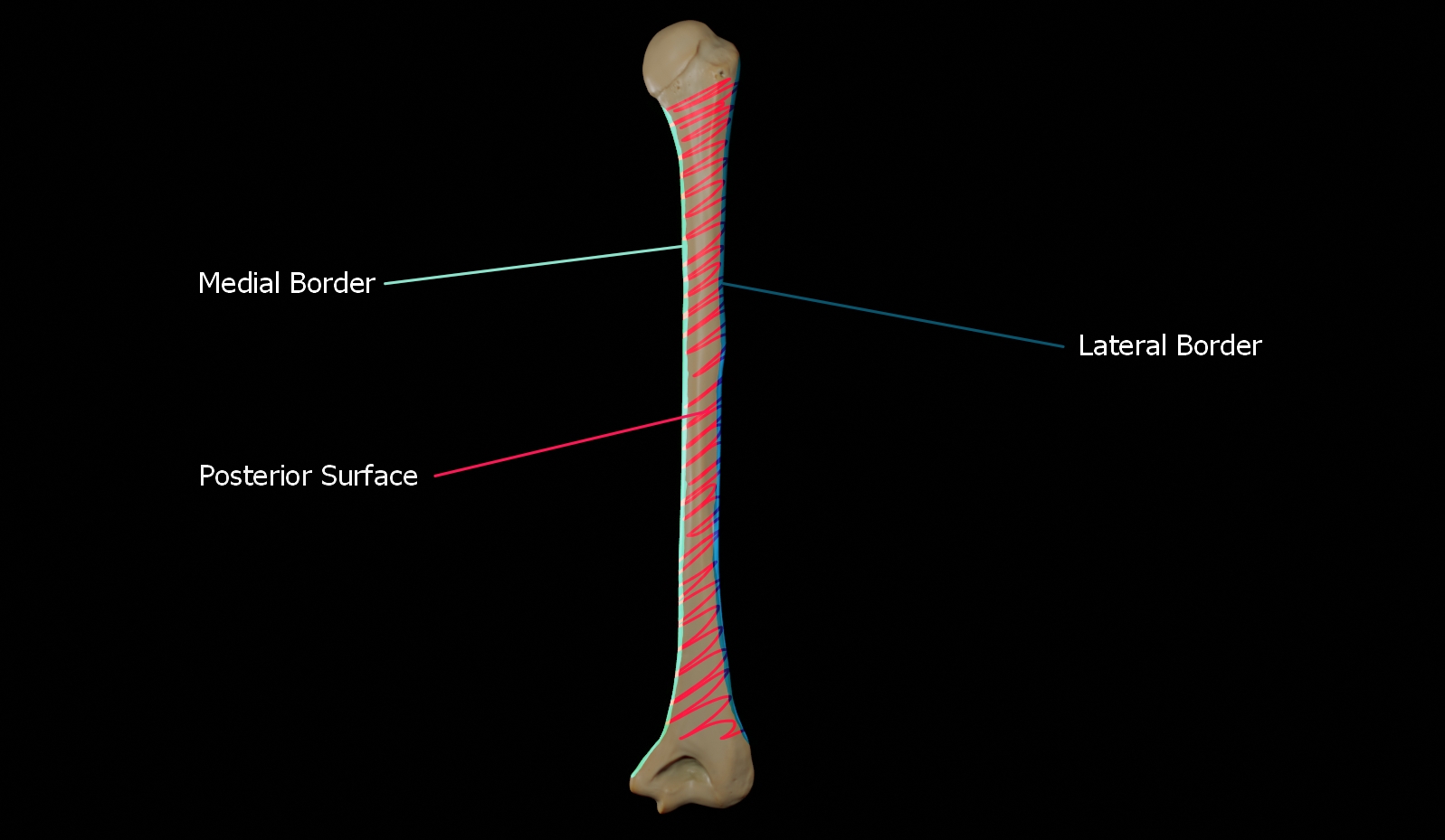 Illustration showing the borders and surfaces on the posterior view of the humerus