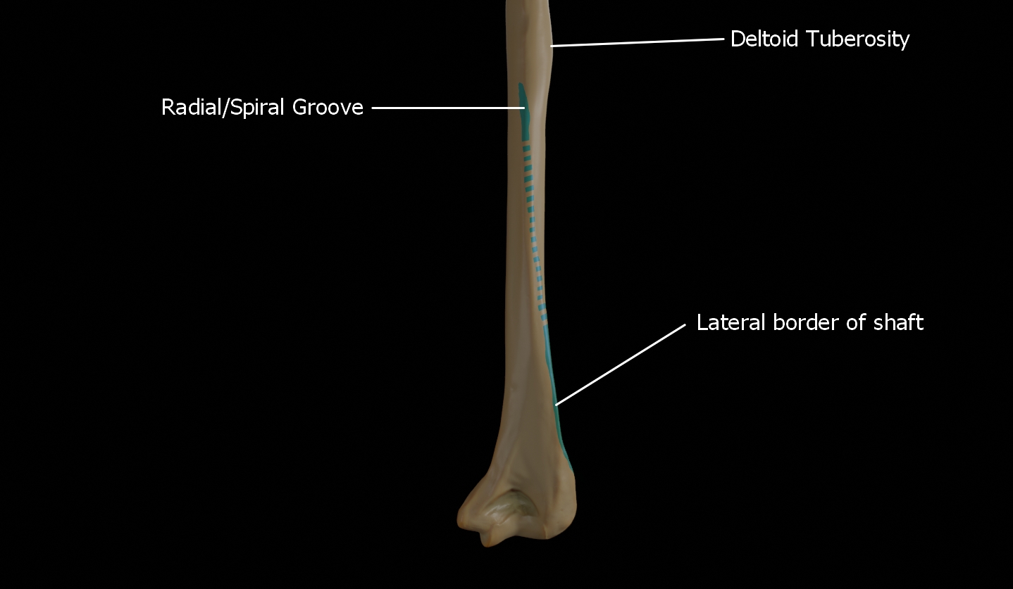 Radial or spiral groove continuing as the lateral border of shaft of humerus
