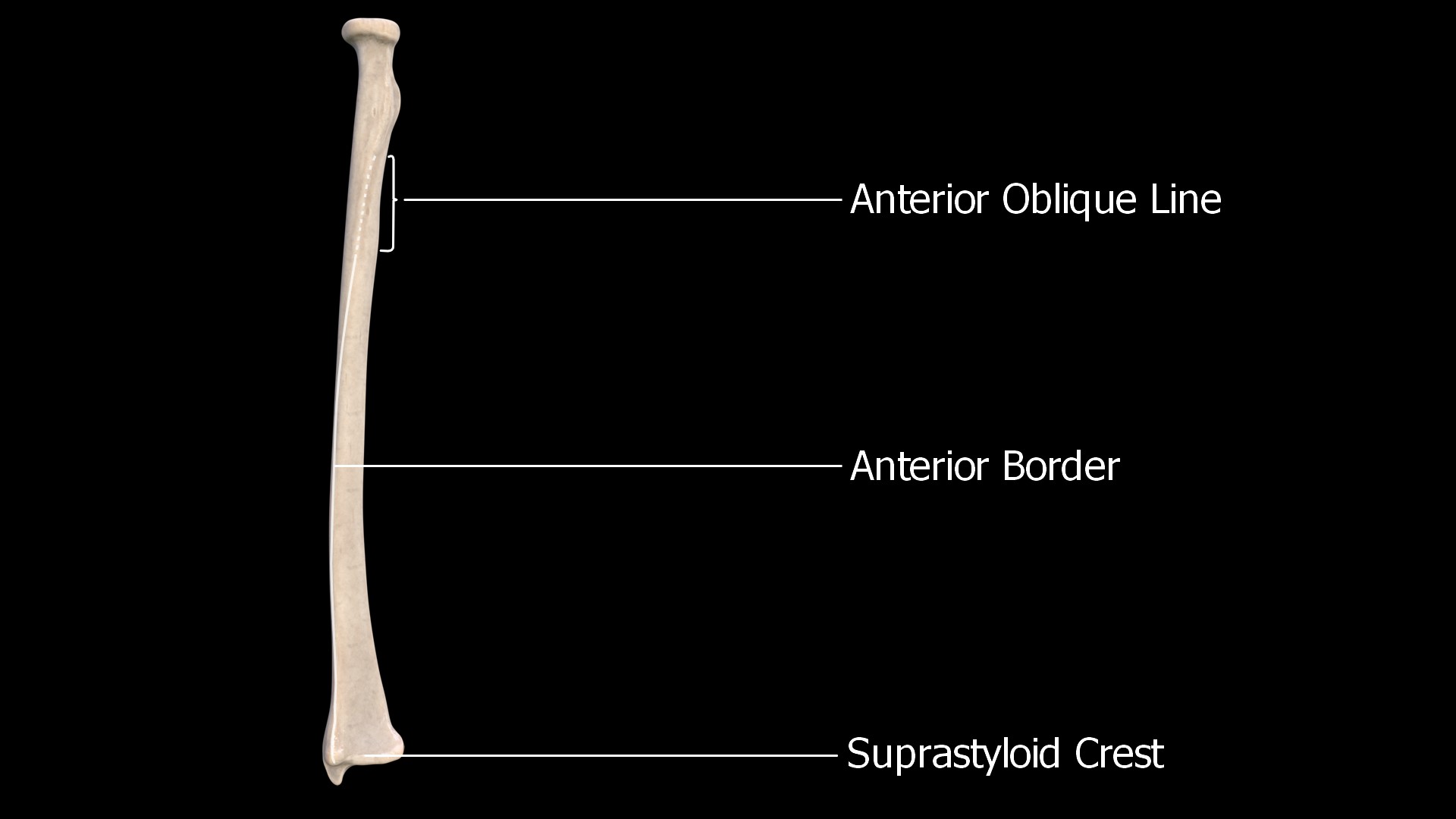 Anterior border of radius extending from the anterior oblique line to the suprastyloid crest