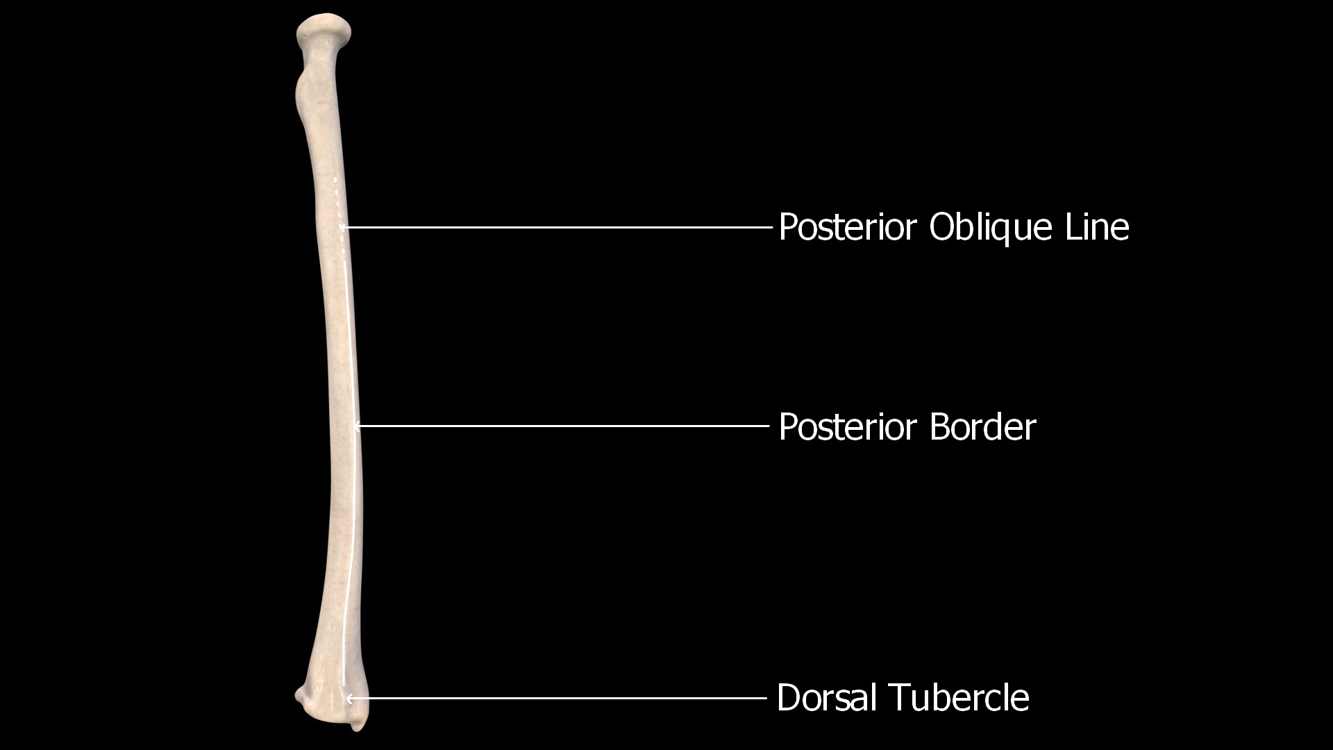 posterior border extends from the posterior oblique line to the dorsal tubercle
