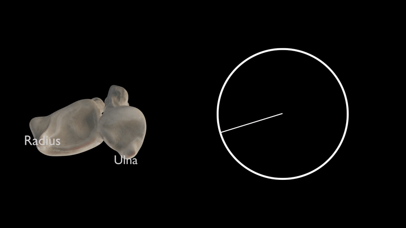 Comparison between Radius Bone and Radius of a circle