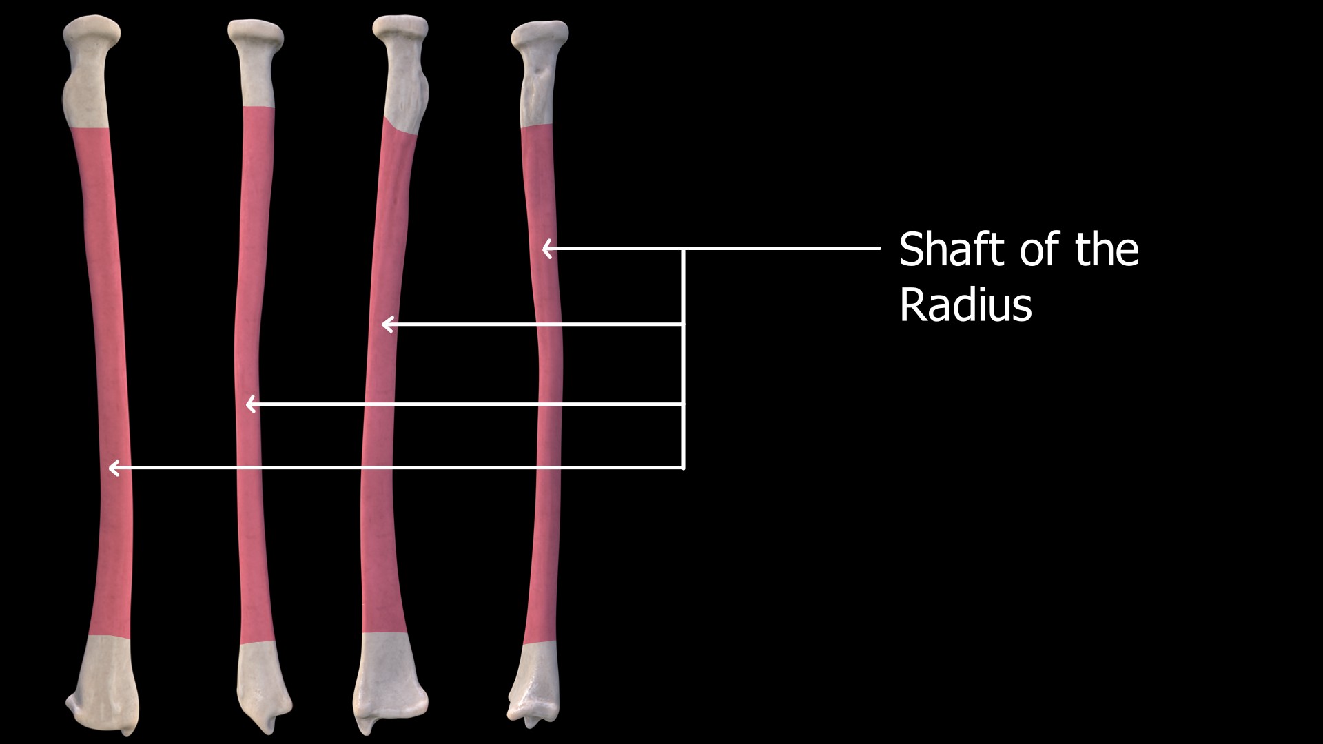 Shaft of the Radius