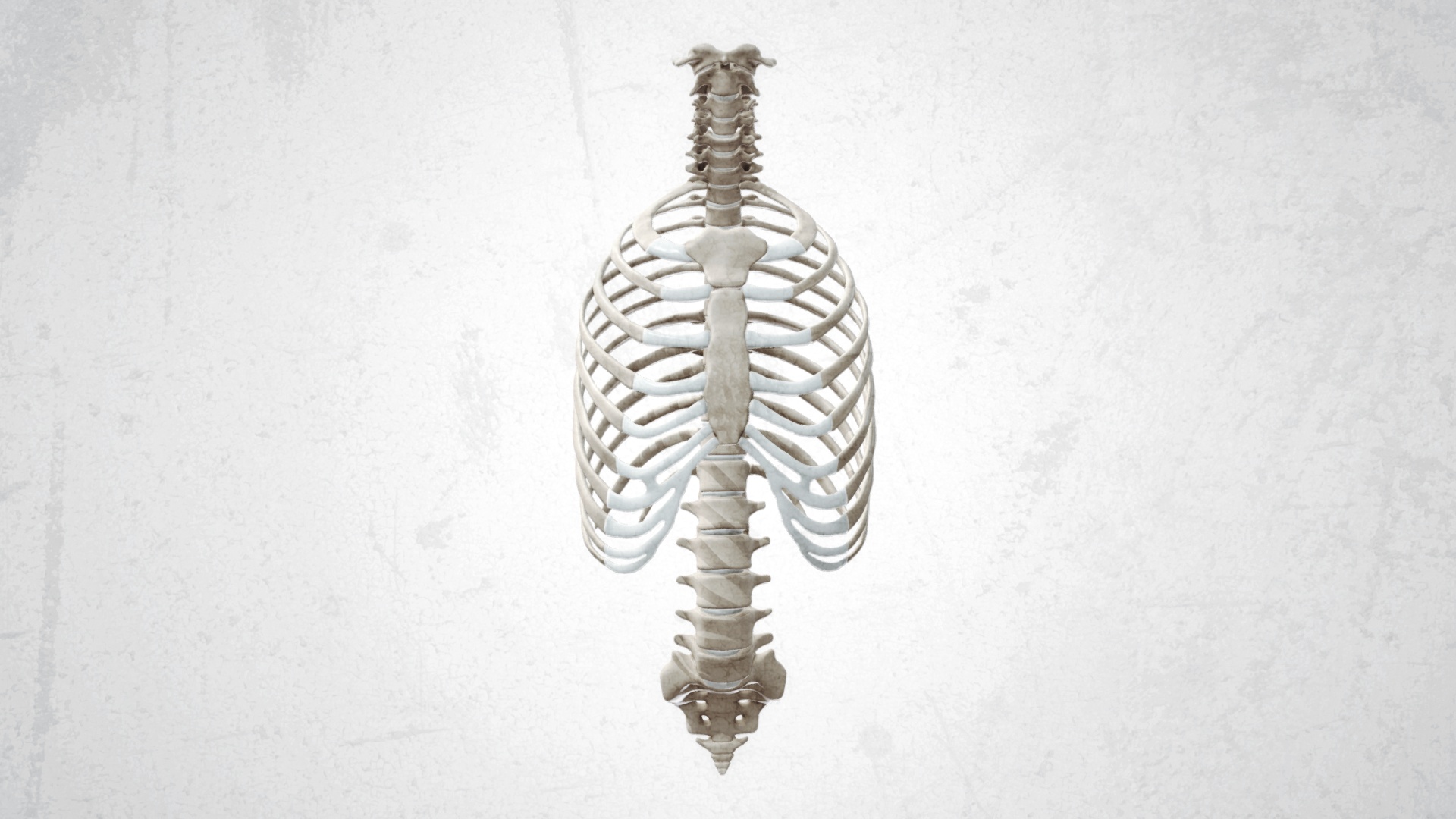 Ribcage with spine and humerii