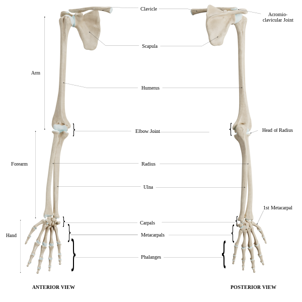 Upper limb bones