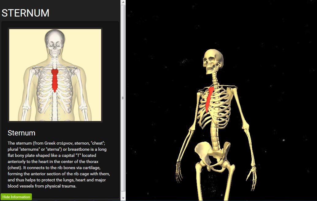Skele(BETA) - A 3d approach to anatomy