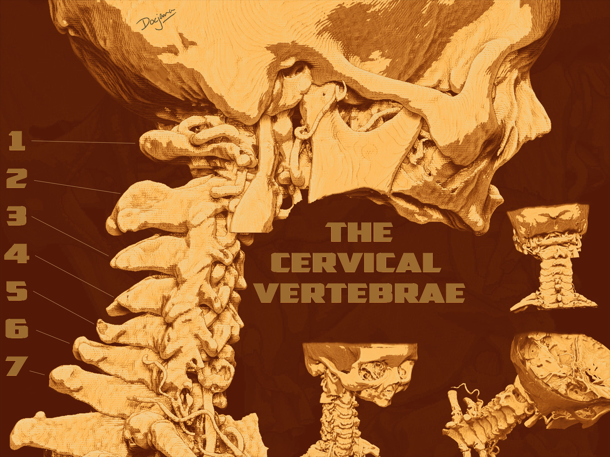 The Cervical Vertebrae