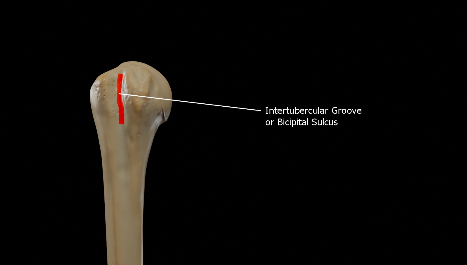 intertubercular groove or bicipital sulcus