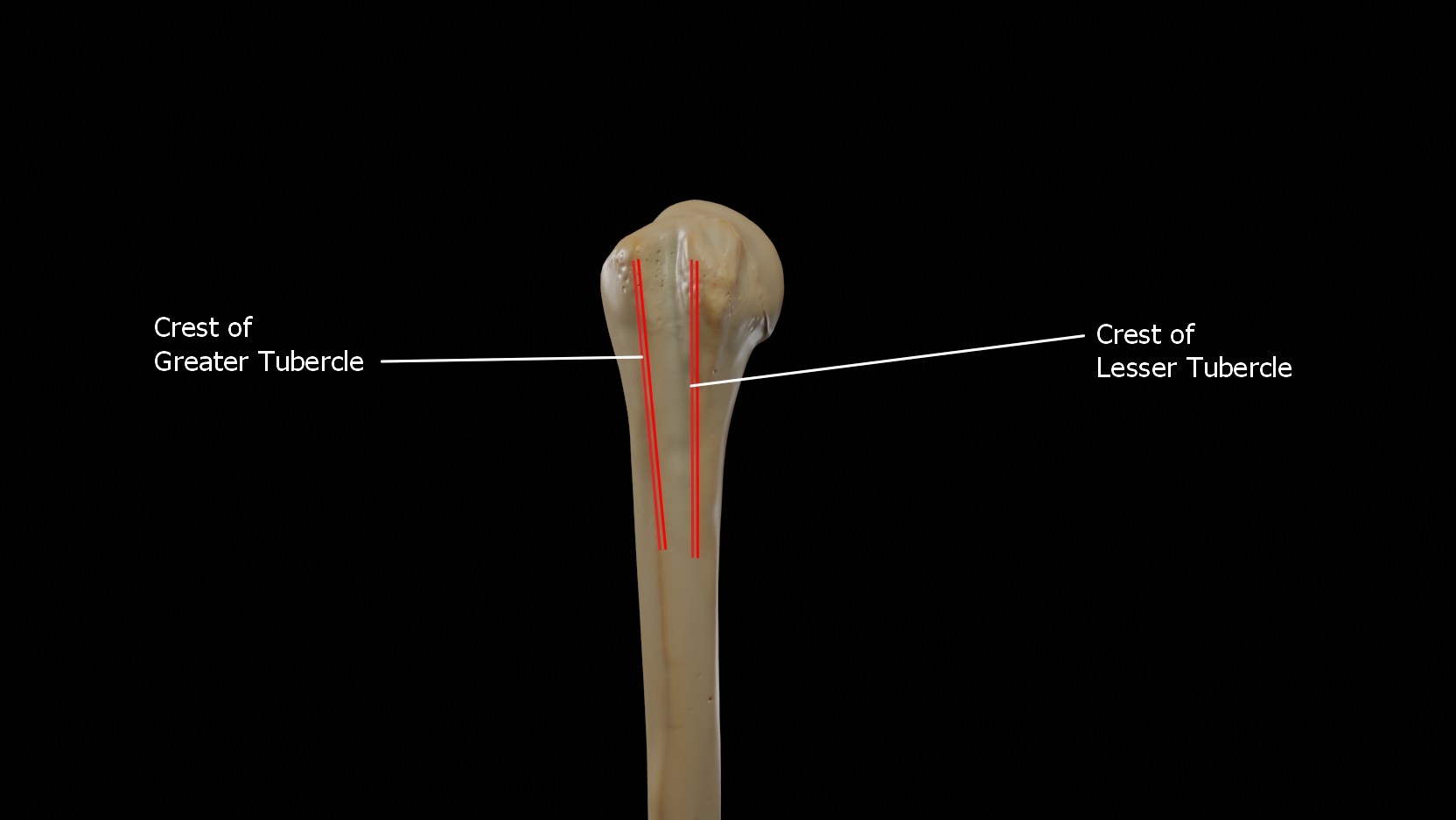 Humerus 3d Anatomy Doc Jana