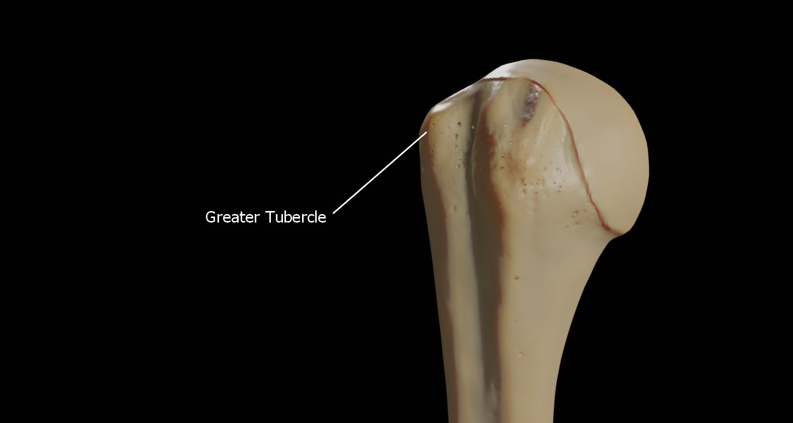 Humerus 3d Anatomy Doc Jana