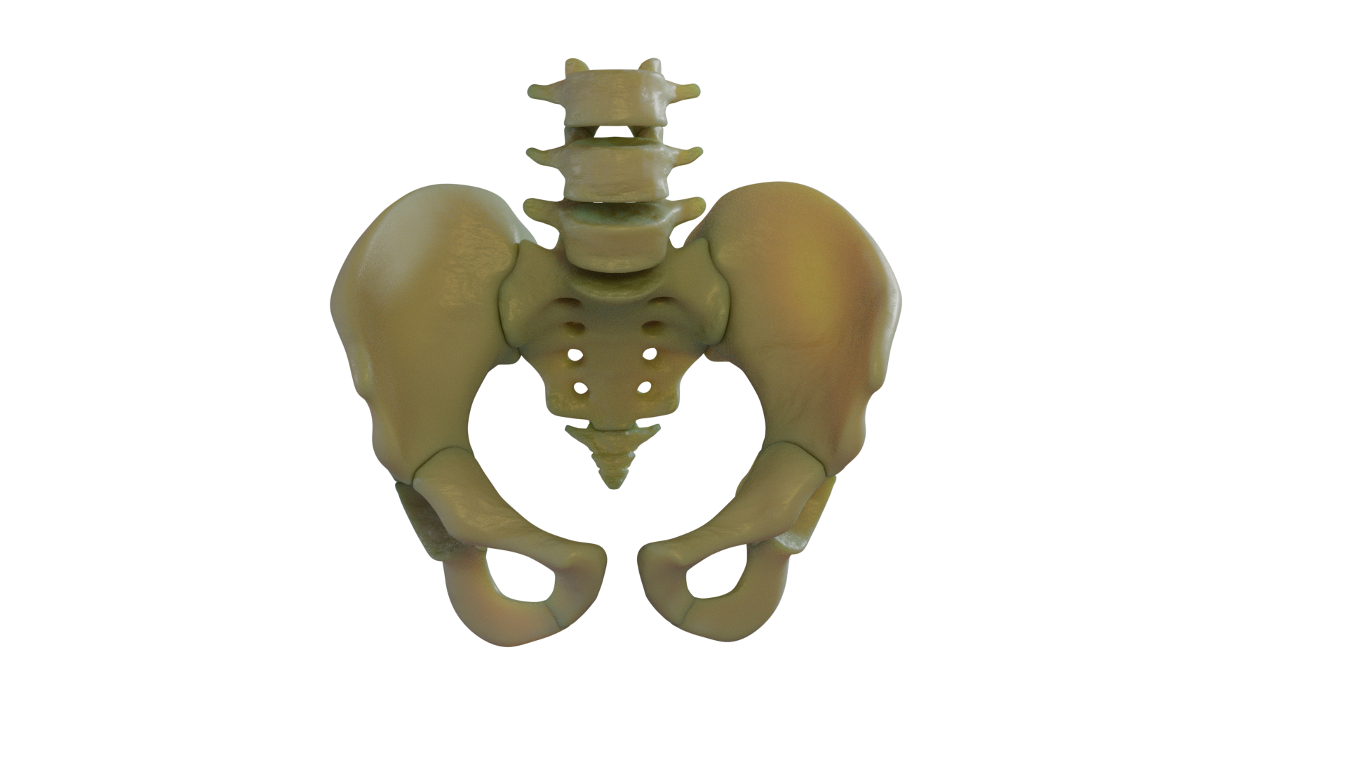 Pelvic bones Rendered in blender 2.8 with cycles engine