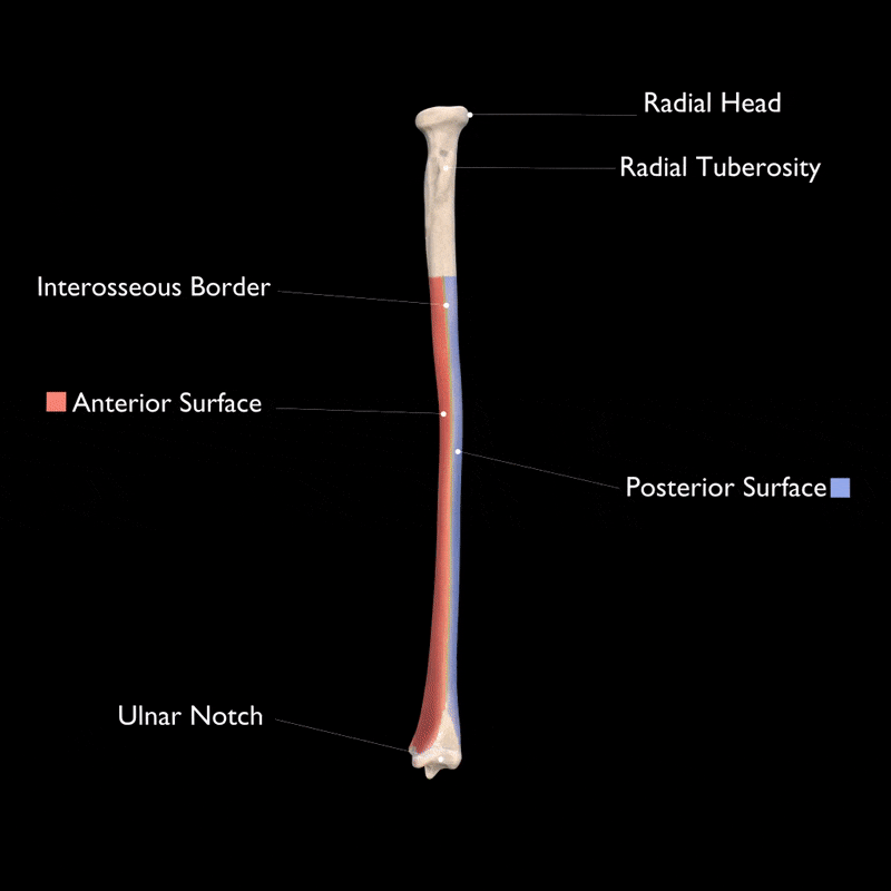 Labelled Radius Bone - Radius And Ulna Label Anatomy Bones Radius And