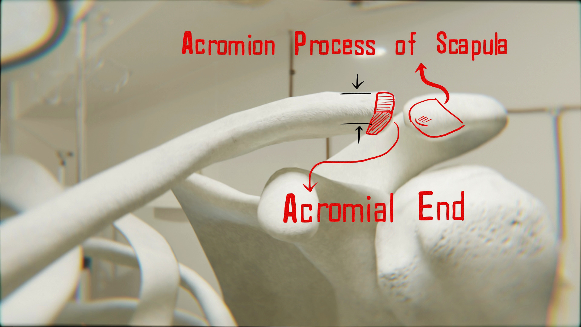 Acromion Process