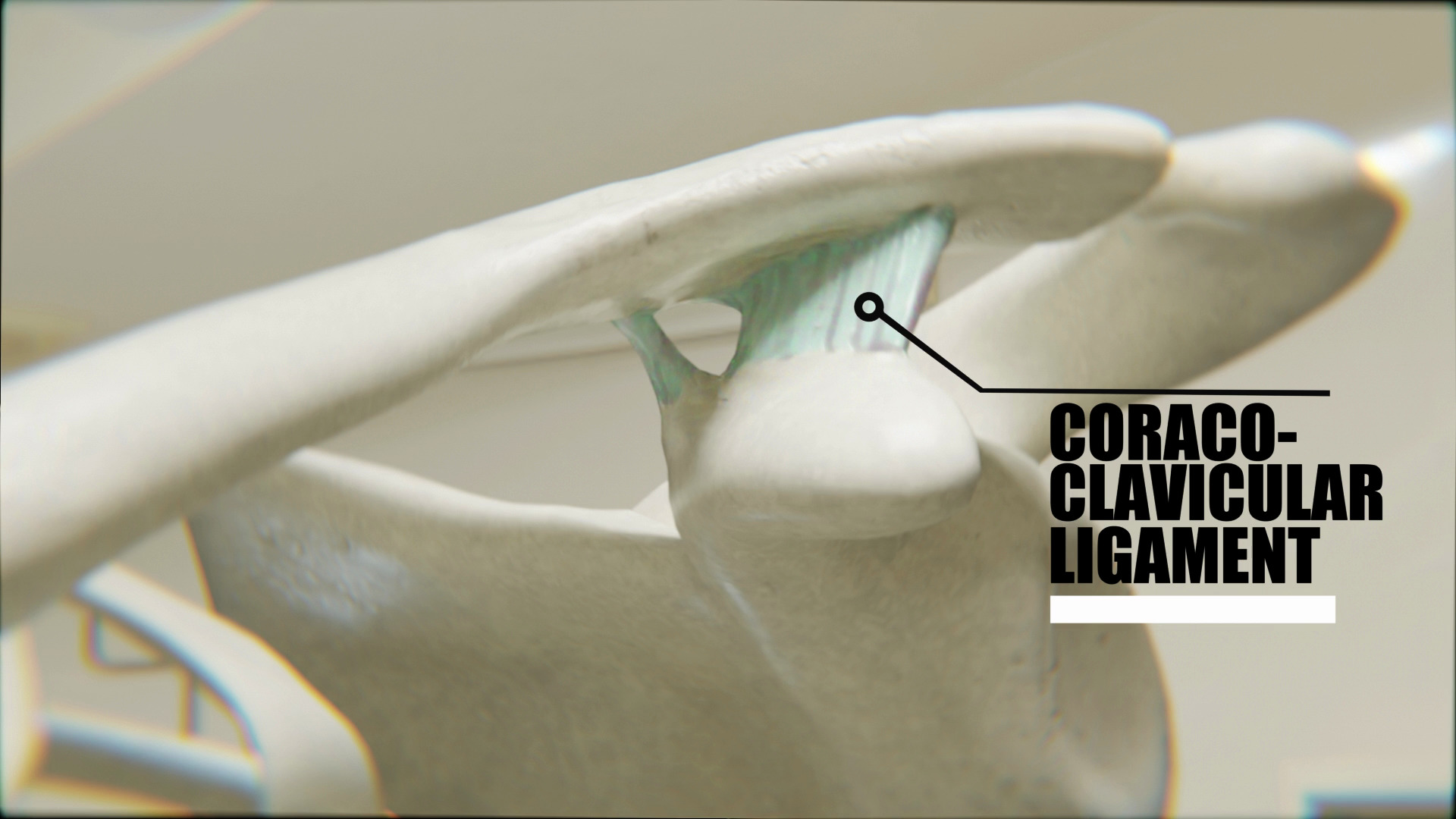 Coraco Clavicular Ligament