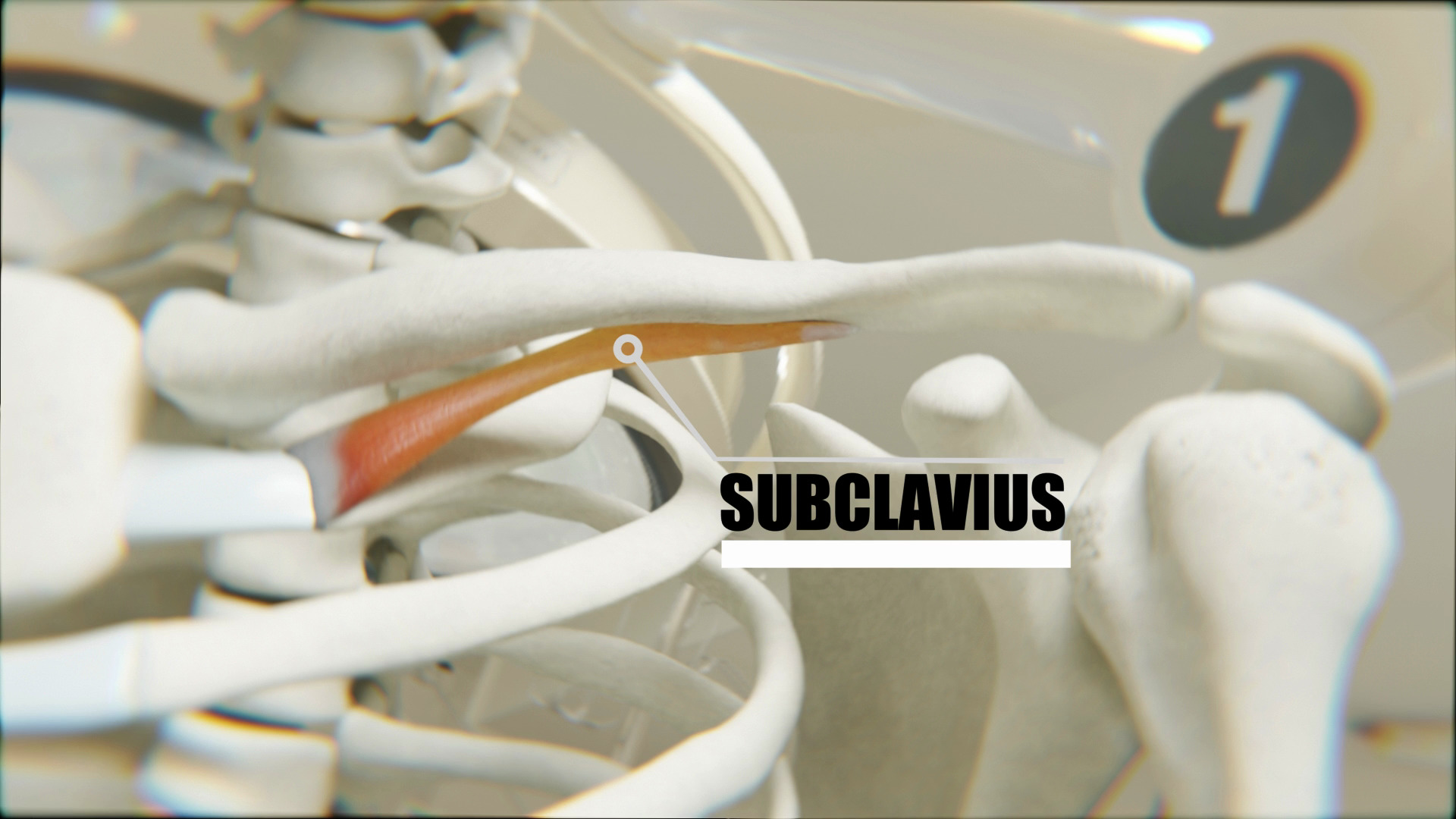 Subclavius