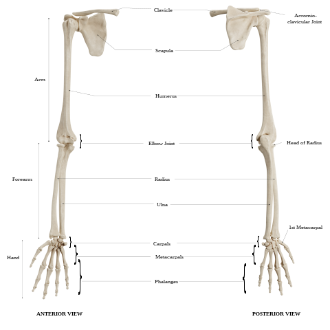 Upper Limb bones
