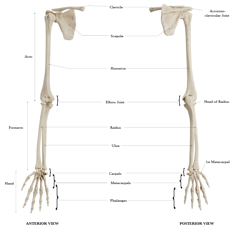 upper limb diagram