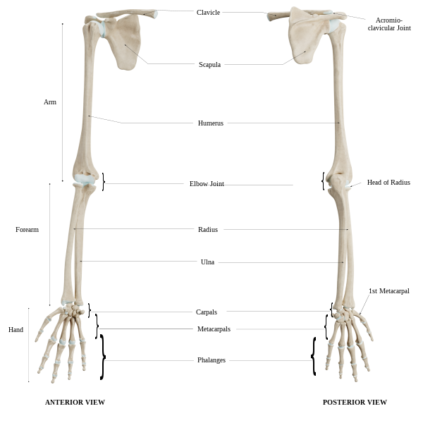 upper limb bone diagram