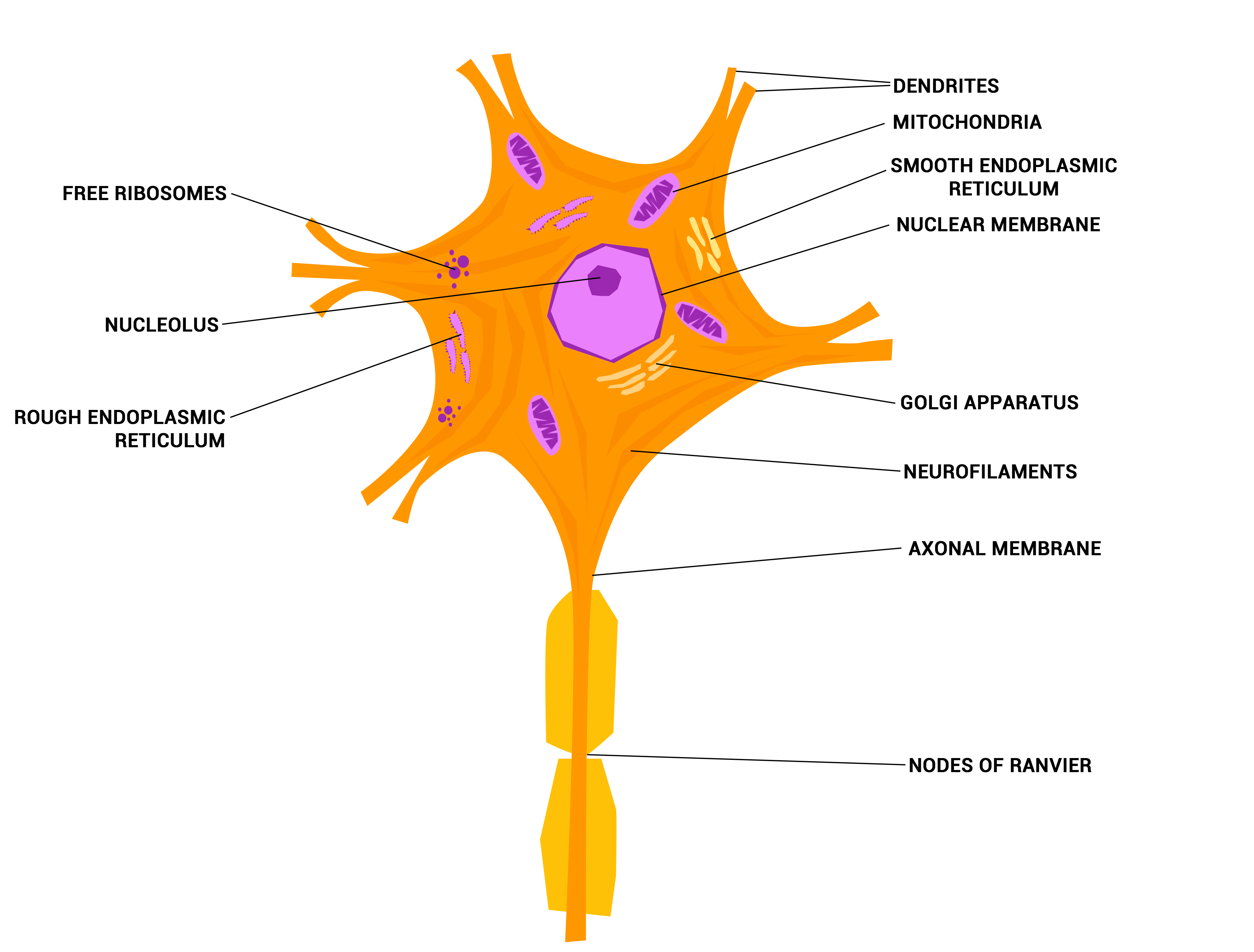 Where Are Most Cell Bodies Of Neurons Located