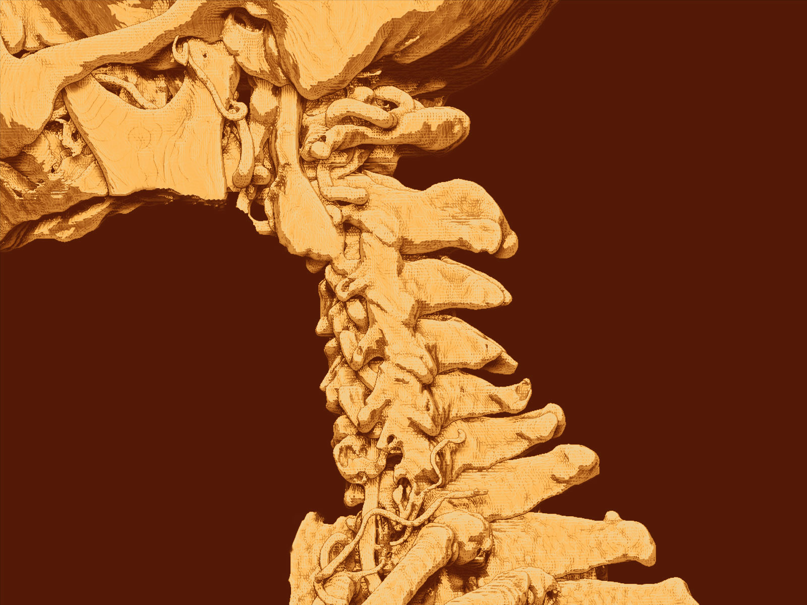 Cervical Vertebrae