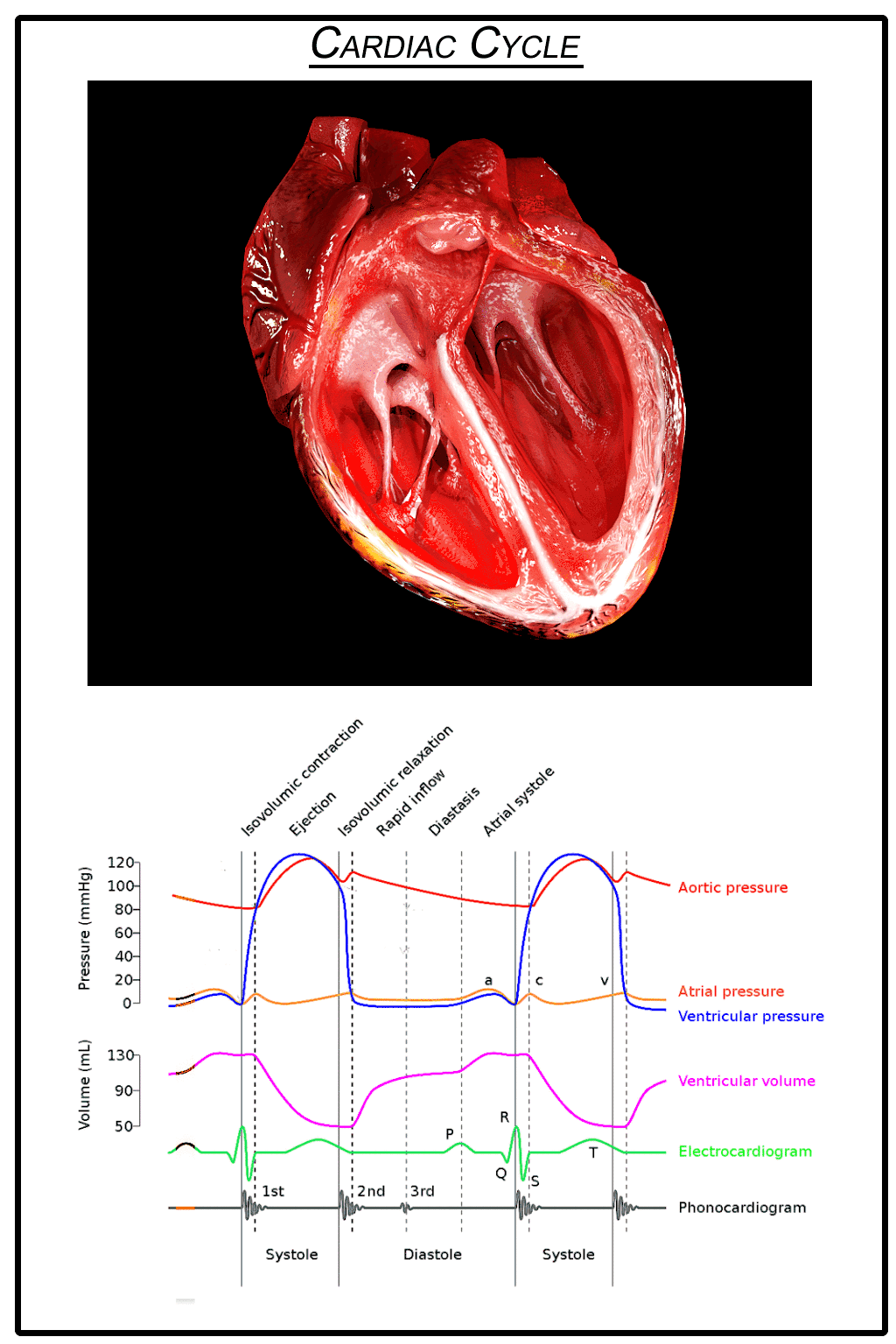 Realistic Animated Heart Model - Cardiac Cycle