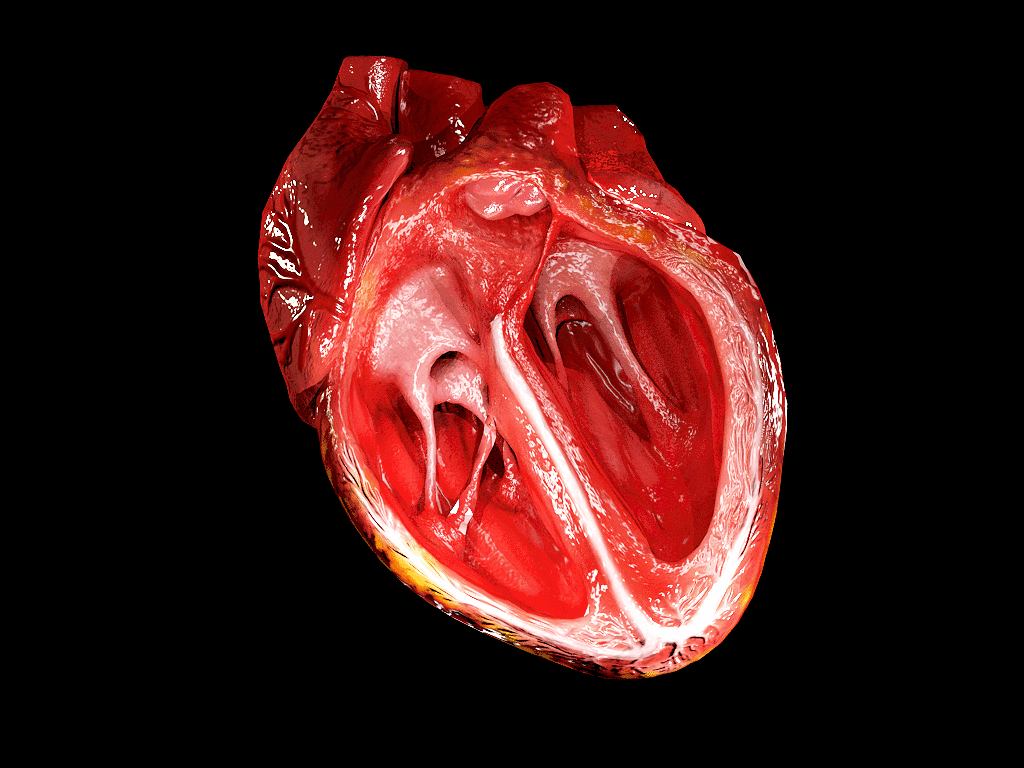 Animated Heart Model [Devlog01] | Doc Jana